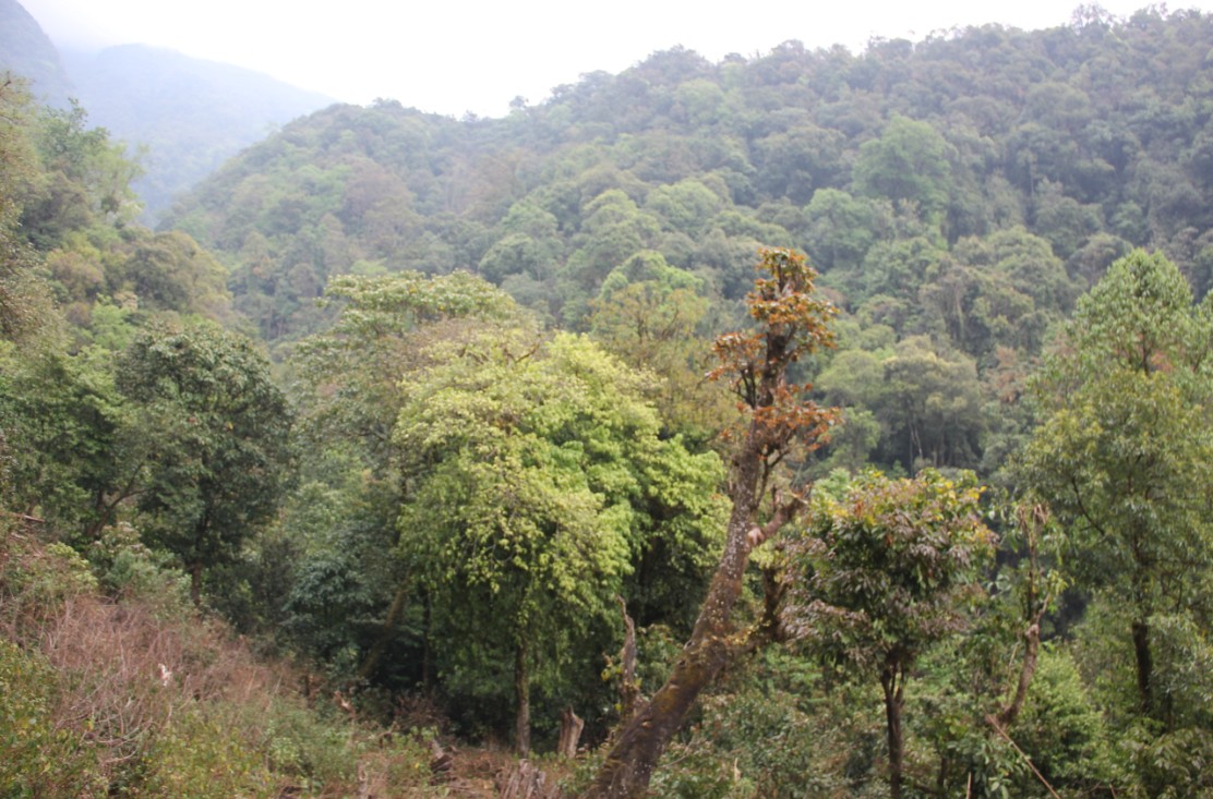 (云南哀牢山无量山国家级自然保护区景东管理局)      (云南