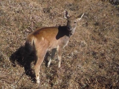 永德大雪山自然保护区豚鹿种群数量、分布及栖息地调查