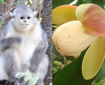 极小种群物种保护行动一、二期项目介绍