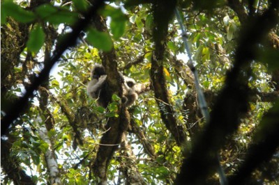 高黎贡山社区白眉长臂猿保护行动示范及赧亢森林资源利用对白眉长臂猿的影响