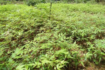 西黑冠长臂猿栖息地植被恢复及食源基地建设试验示范项目