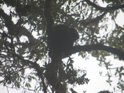 高黎贡山赧亢森林资源利用对白眉长臂猿