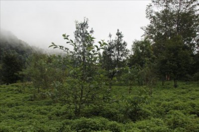 黑冠长臂猿栖息地植被恢复及食源配置项