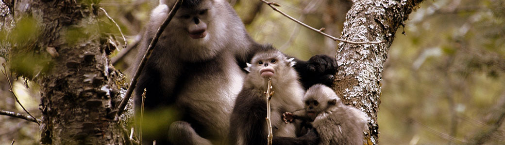 兰坪云岭自然保护区富和山滇金丝猴栖息