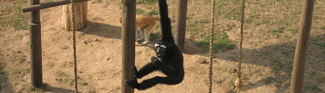 濒危物种白眉长臂猿救助行动之腾讯乐捐