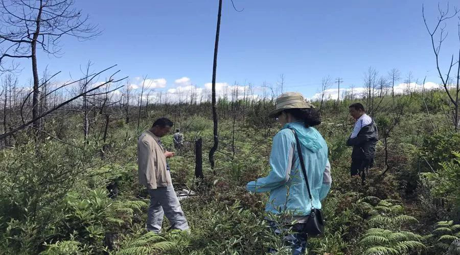 工作人员对树苗存货情况进行检查