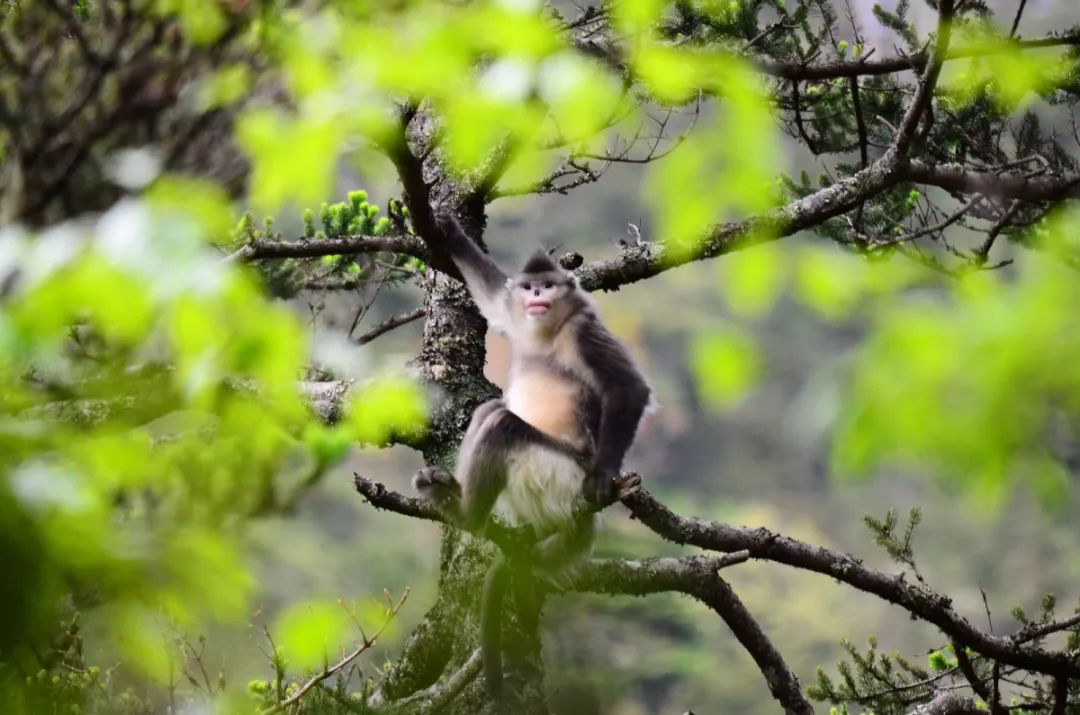 云龙天池国家级自然保护区的滇金丝猴