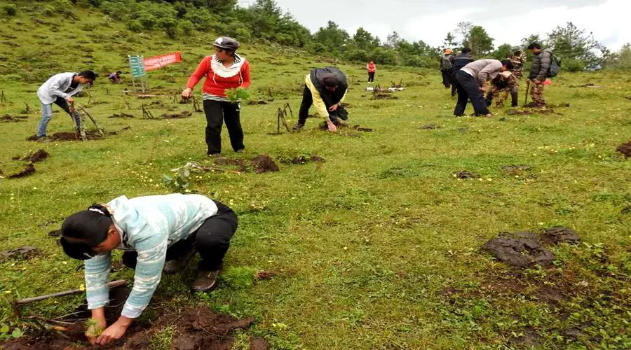 当地村民参与植树造林活动