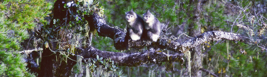 滇金丝猴全境保护网络