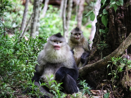 snub-nosed monkey,Rhinopithecus bieti