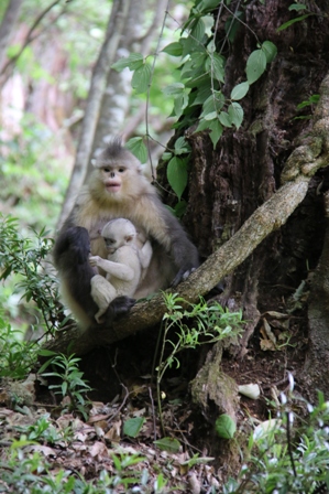 snub-nosed monkey (Rhinopithecus bieti) in Baima Snow Mountain Nature Reserve