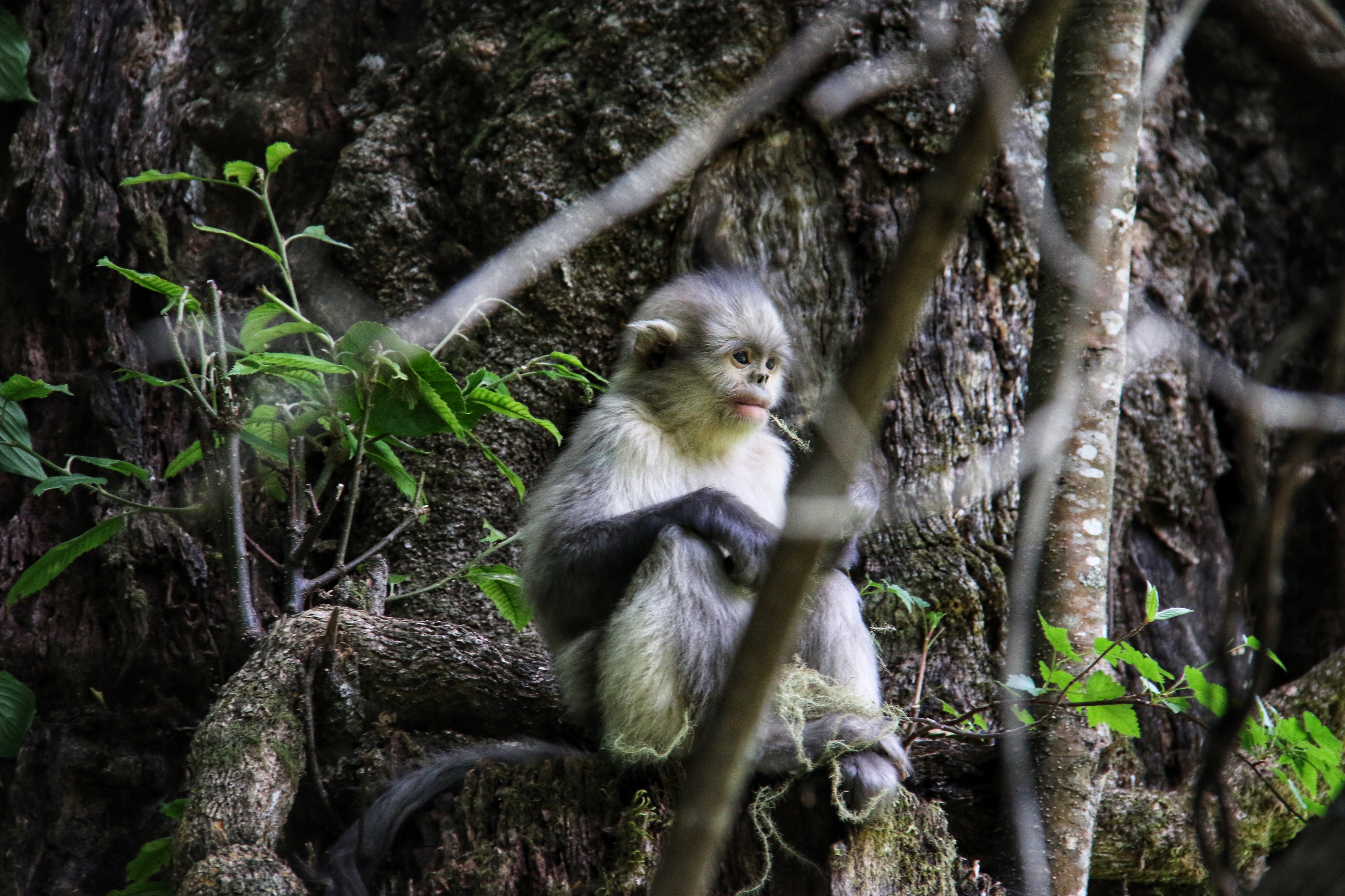 The First Protection Network for Snub-nosed Monkey Was Established in Yunnan