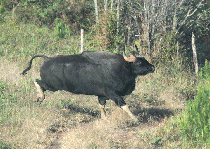 Gaur (Bos gaurus) : A Wild Cattle On The Edge Of Extinction  Needs Urgently Protection