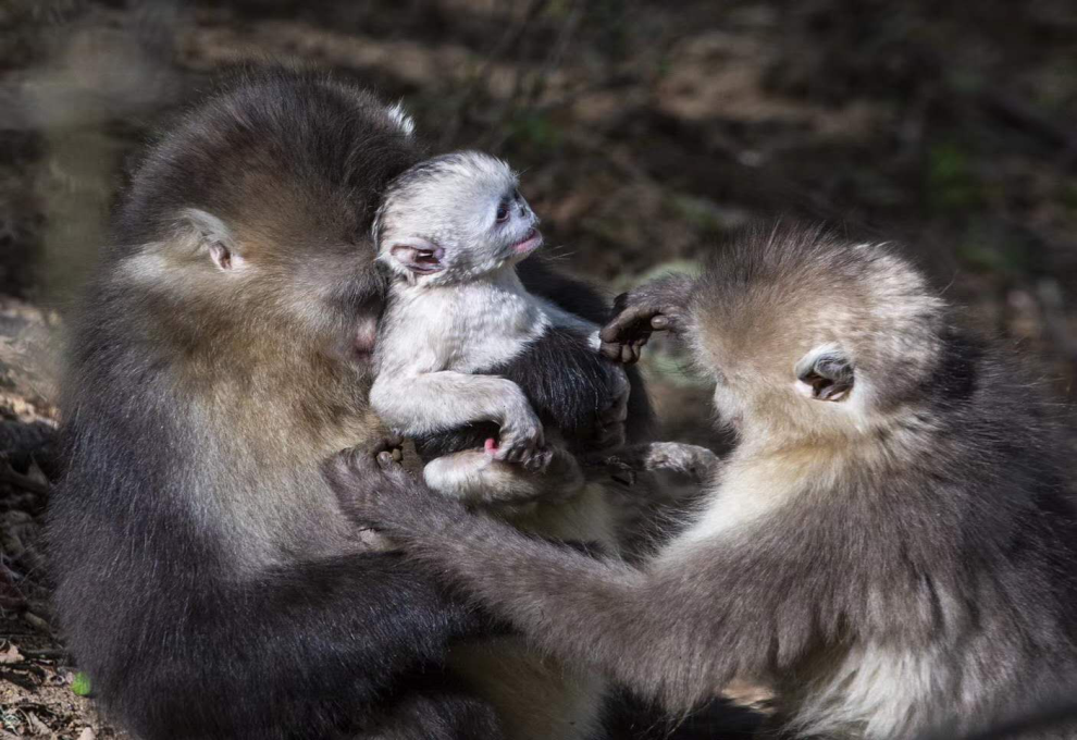 滇金丝猴全境保护网络5月工作通讯