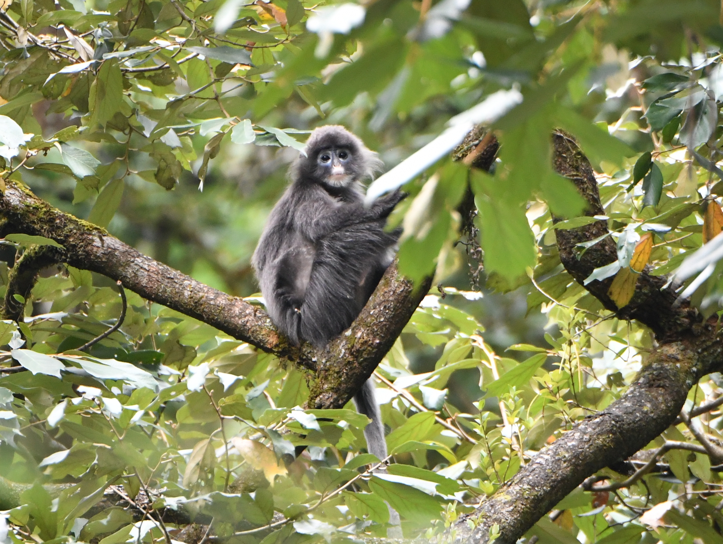 菲氏叶猴,Phayre's leaf monkey, Biodiversity Yunnan China