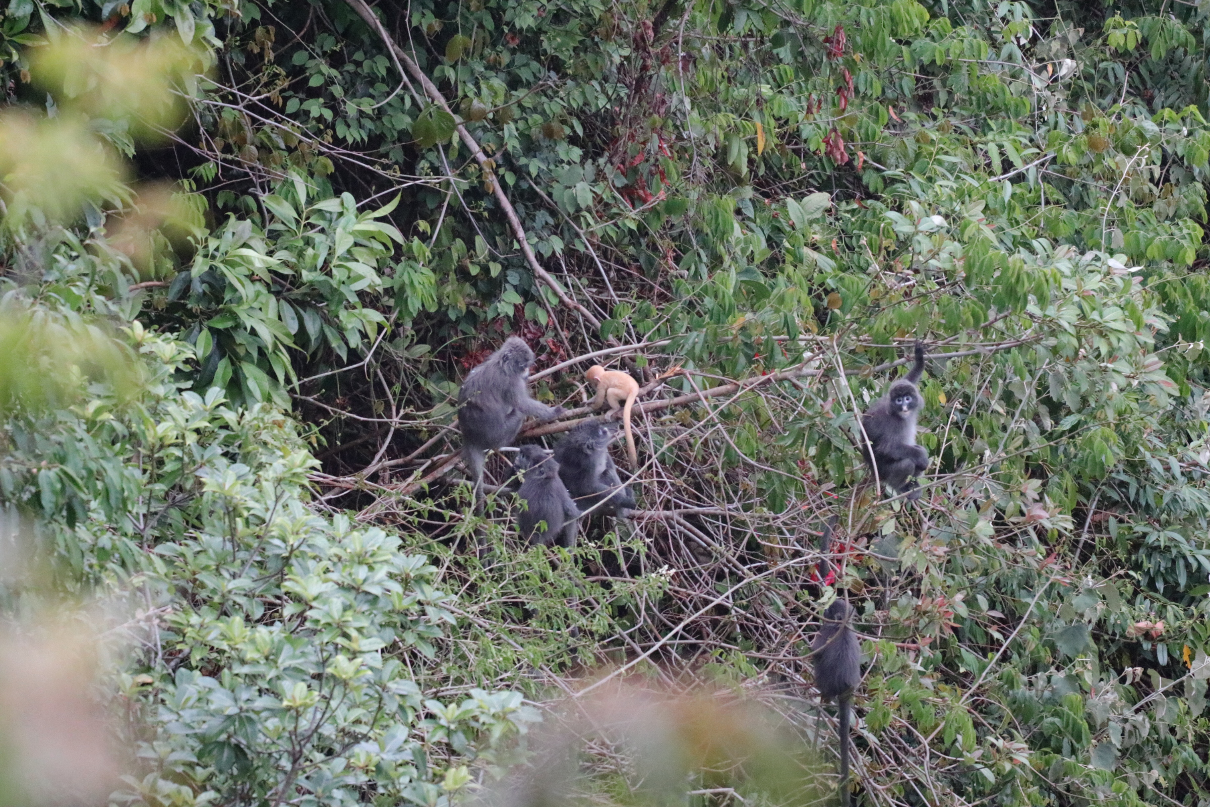 Phayre's leaf monkey, Biodiversity Yunnan