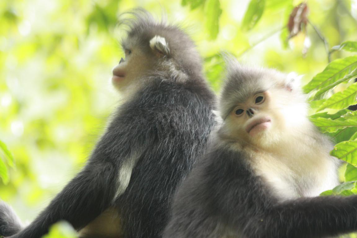 滇金丝猴全境保护网络6月工作通讯