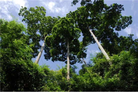 科学雨林恢复——和版纳学生一起共同参与西双版纳雨林恢复项目