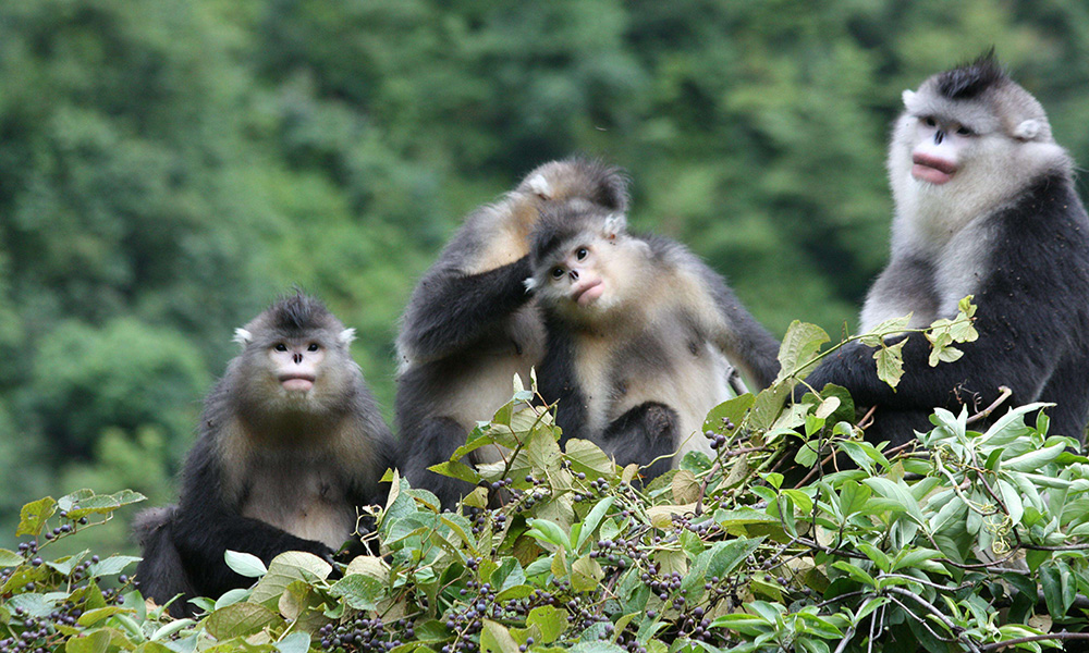滇金丝猴全境保护网络